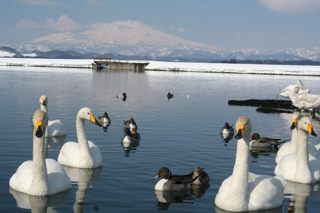 スマート公共ラボは、LINE公式アカウントを活用し自治体業務のDXを実現できるサービス。広報のセグメント発信から、AIチャットボットを活用しごみ捨て情報など様々なお問合せをLINEで対応でき、また、コロナワクチン予約システムなどオンラインで各種申請、予約や、住民票のコピーなど決済まで完結できる電子申請など様々な自治体業務をデジタル化することができます。